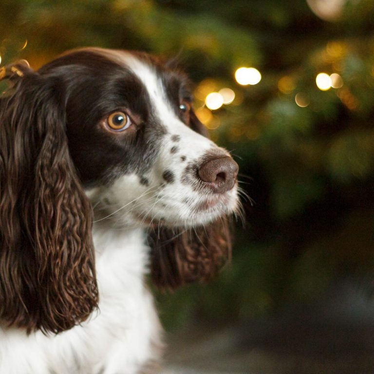 Brown and white spaniel with curly fur, gazing thoughtfully against a festive background.