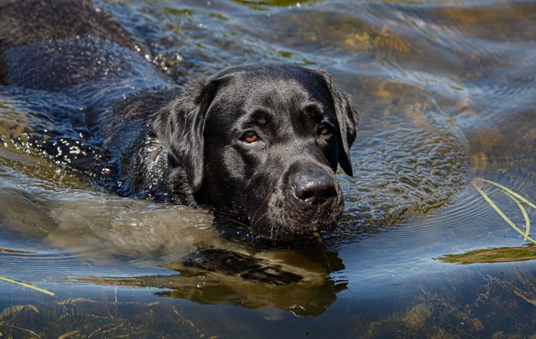 Black Labrador swimming in a pond with rippling water around it.
